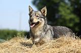 VASGOTASPETS 017